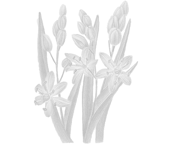 Postcard flower "Scilla Bifolia"