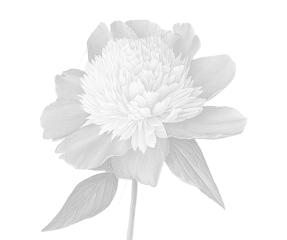 Peonies “Bowl of Beauty”