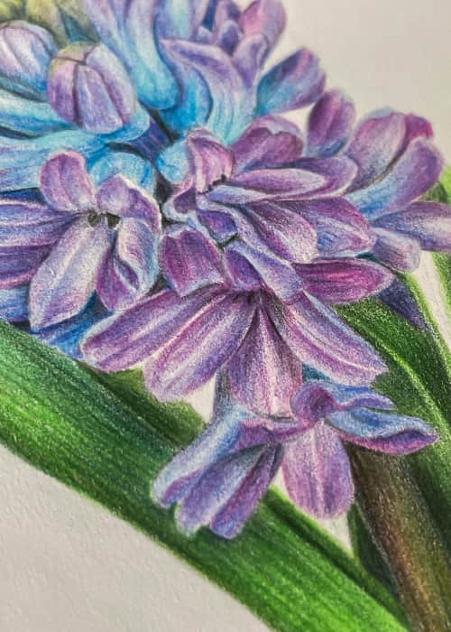 Postcard flower "Hyacinth"