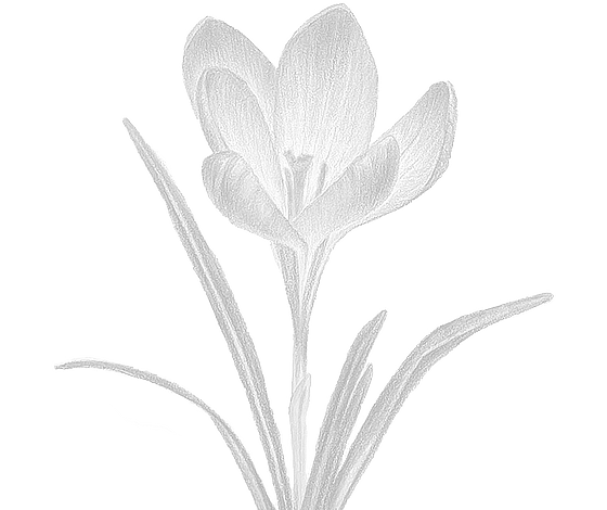 Postcard flower "Crocus"