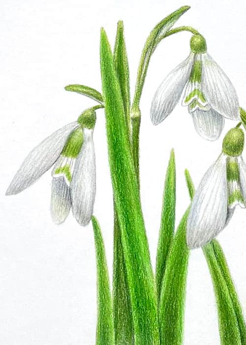 Postcard flower "Galanthus"