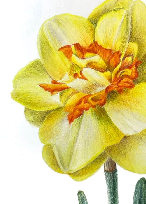 Postcard flower "Narcissus"