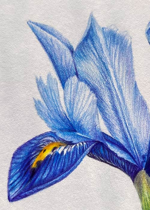 Postcard flower "Iris"