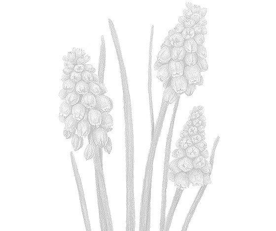 Postcard flower "Muscari"