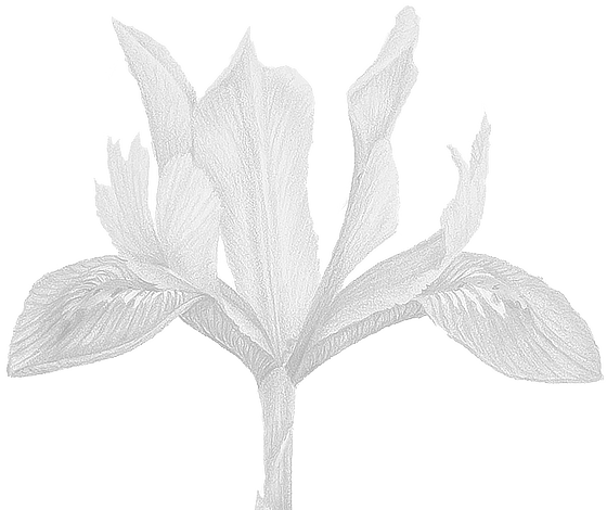 Postcard flower "Iris"