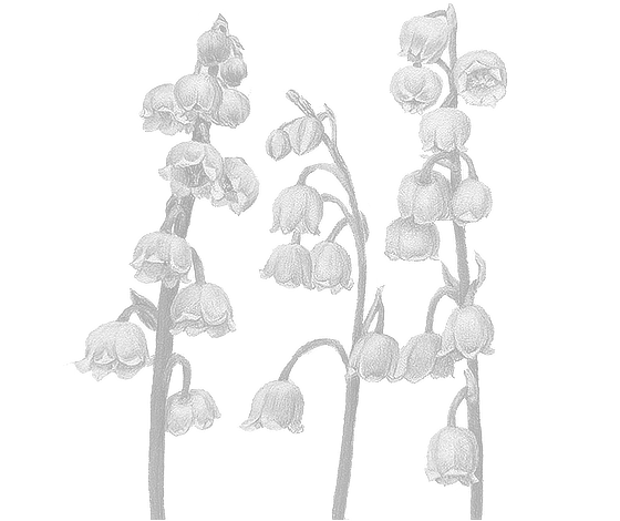 Postcard flower "Convallaria"