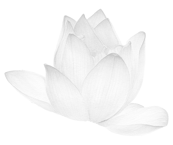 Nelumbo nucifera (Indian Lotus)