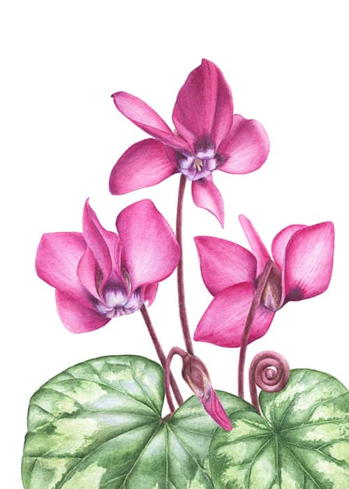 Cyclamen coum