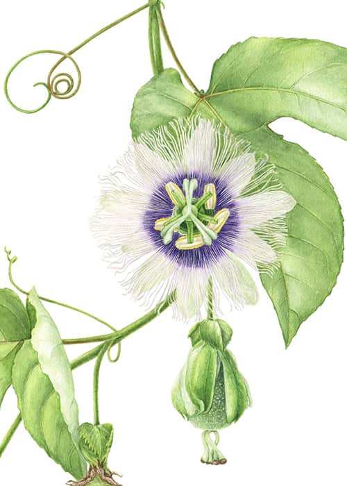Purple passion fruit