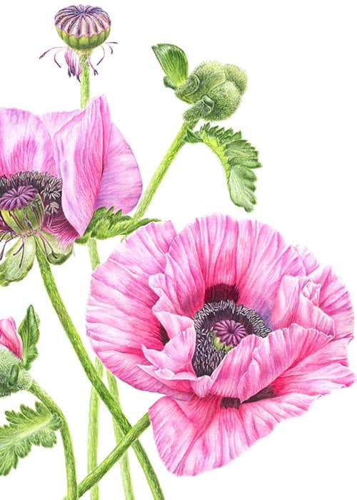 Pink Poppies