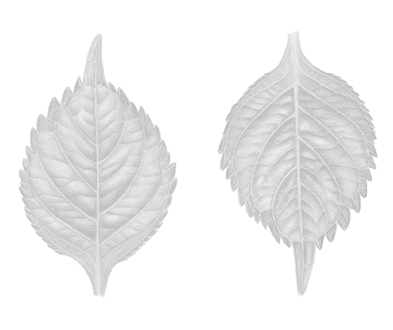 Green Leaves of Hydrengea