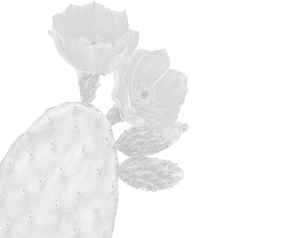 Opuntia ficus-indica