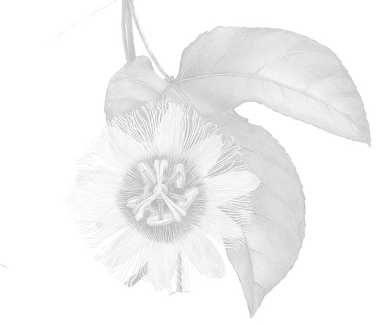 Purple passion fruit