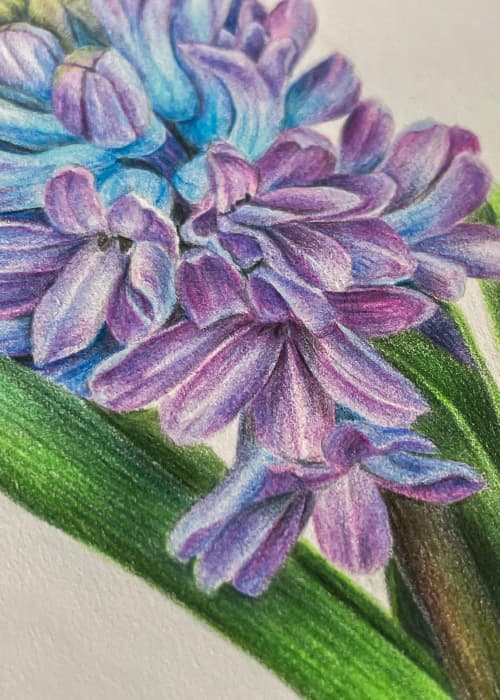 Postcard flower "Hyacinth"