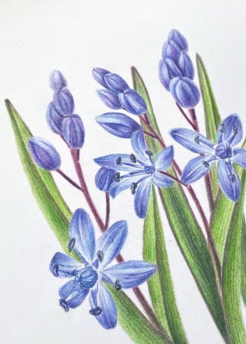 Postcard flower "Scilla Bifolia"