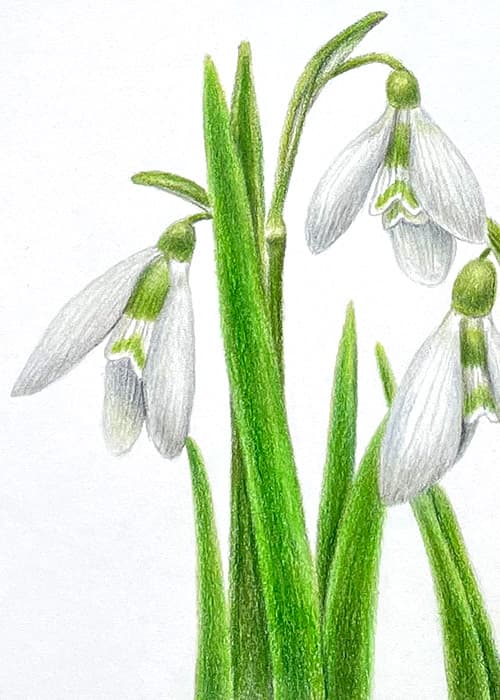Postcard flower "Galanthus"