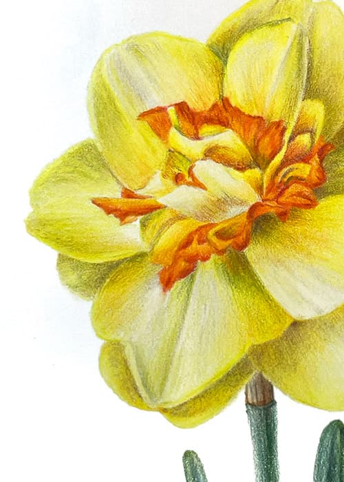 Postcard flower "Narcissus"