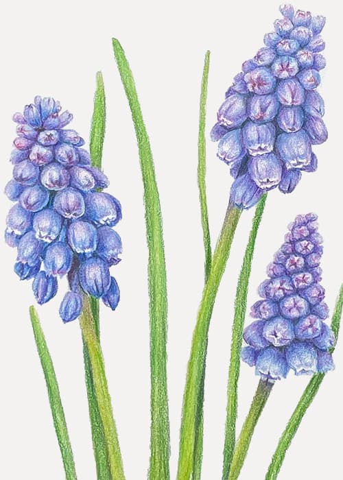 Postcard flower "Muscari"