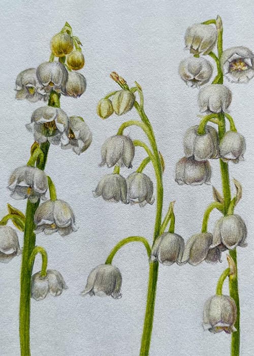 Postcard flower "Convallaria"
