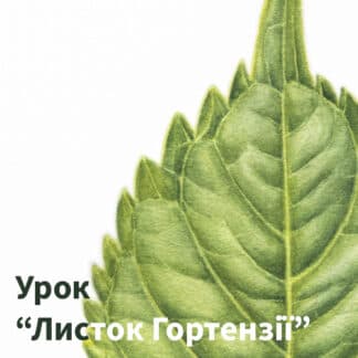 Урок «Листок Гортензії»