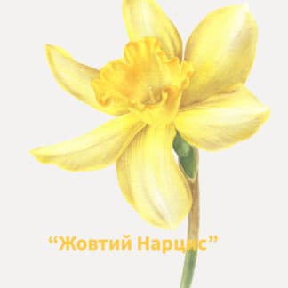 Урок «Жовтий Нарцис»