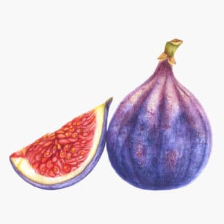 Fig in watercolor