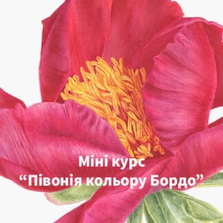 Мінікурс «Півонія кольору Бордо»