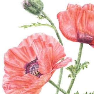 Peach Poppies