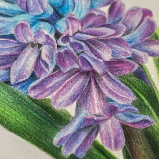 Postcard flower "Hyacinth"