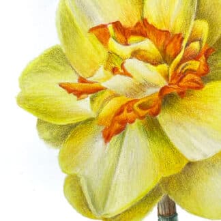 Postcard flower "Narcissus"