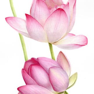 Nelumbo nucifera (Indian Lotus)