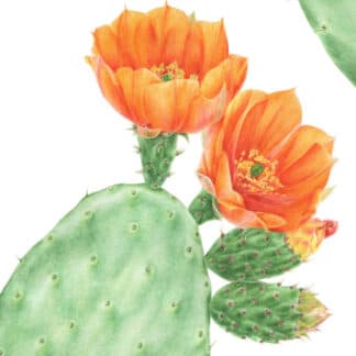 Opuntia ficus-indica